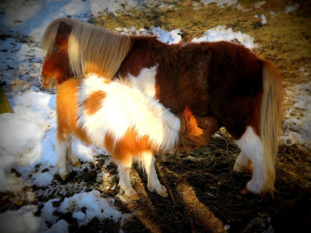 Casa Rural Urruska Elizondo Bagian luar foto